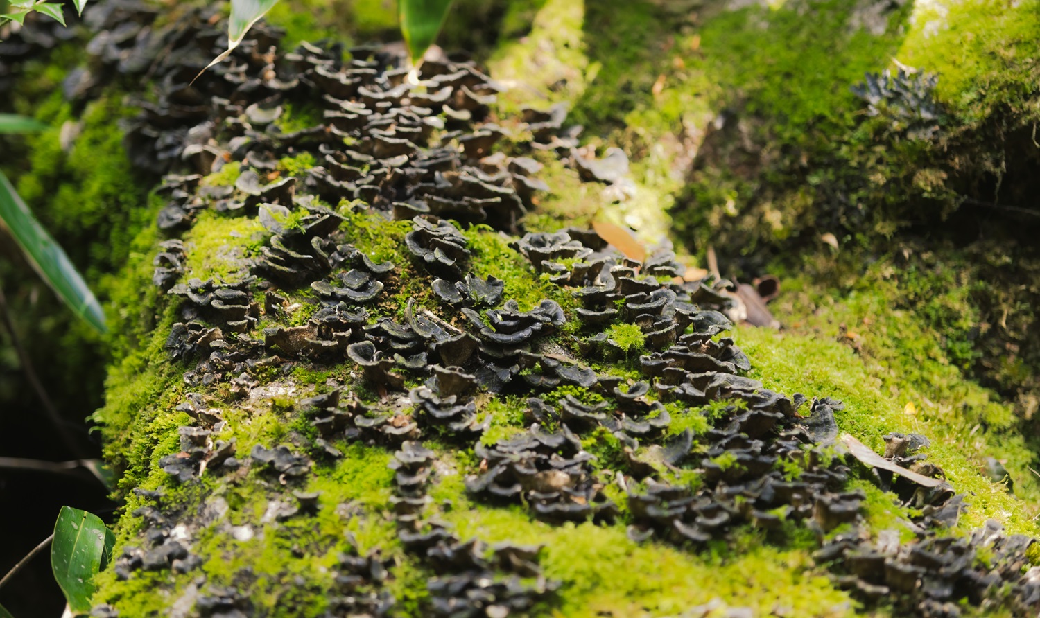 organic mushroom plant base.jpg